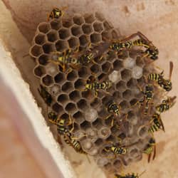 wasps in house siding