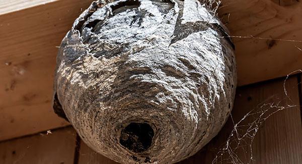 wasp nest on house