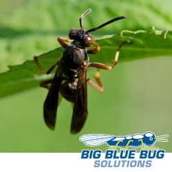 a wasp on a leaf in rhode island