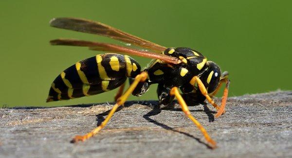 wasp on a fence