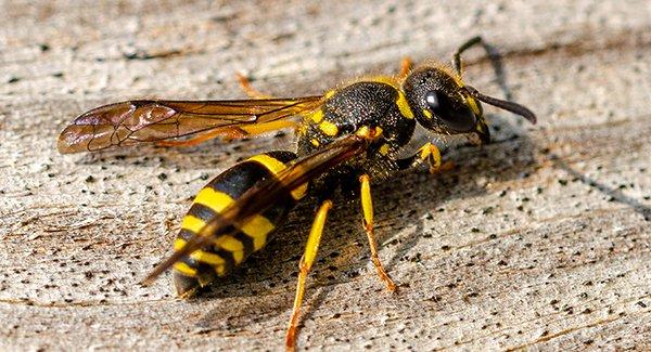 a wasp on wood