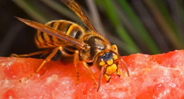a buzzing wasps infesting food on an new england property