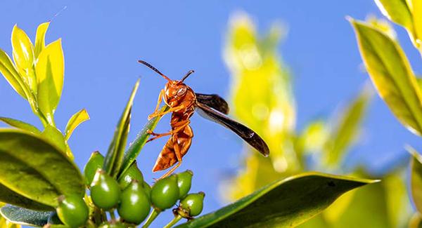 wasp on plant