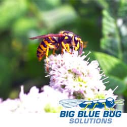 Wasps Emerge In Rhode Island