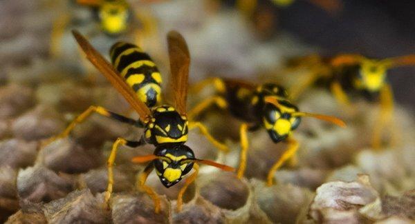 wasp on a nest