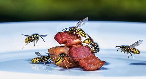 a large colony of wasps flying and infesting a meaty meal plated on a southern portland property