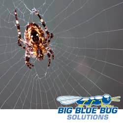 Spiders and their Webs – Acreage Life – Nebraska