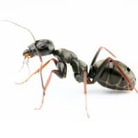 Carpenter Ant Rhode Island