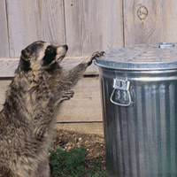 raccoon trying to get into a trash can