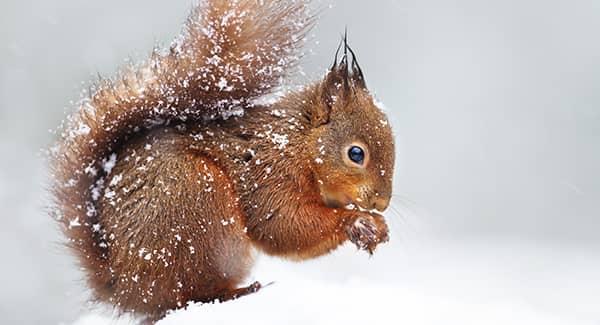 squirrel in the snow