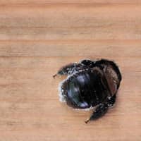 Image of a Carpenter Bee