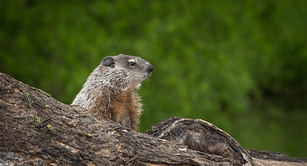 woodchuck