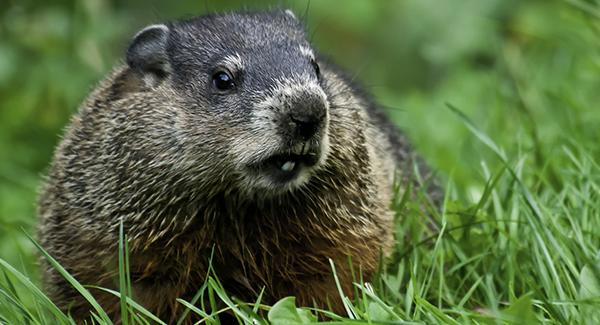 woodchuck in yard