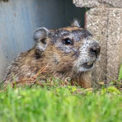 woodchuck under a home in rhode island