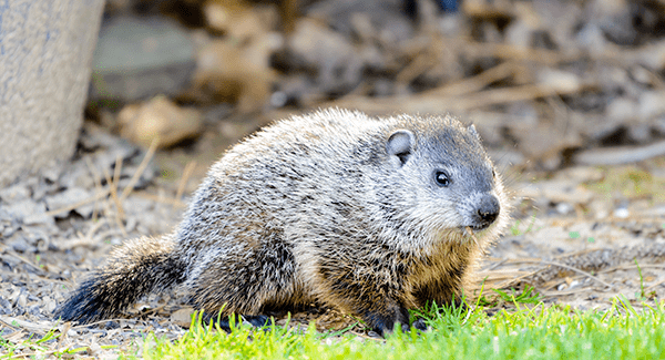 woodchuck near home