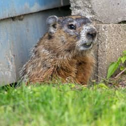 woodchuck burrowing under shed