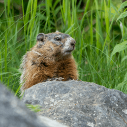 woodchuck on rock