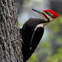 Woodpecker