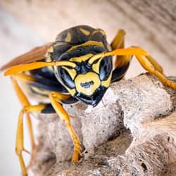 yellow jacket up close