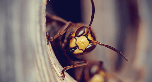 yellow jacket building nest