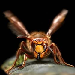 Realistic Yellow Jacket Wasp Fly