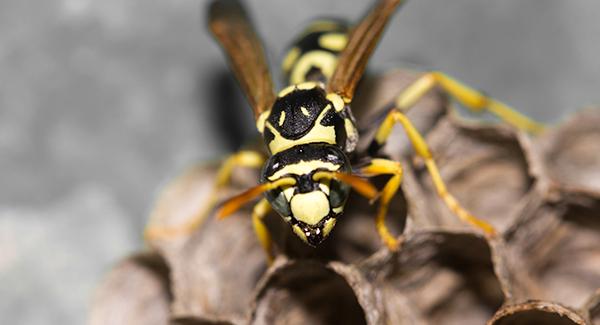 yellow jacket nest