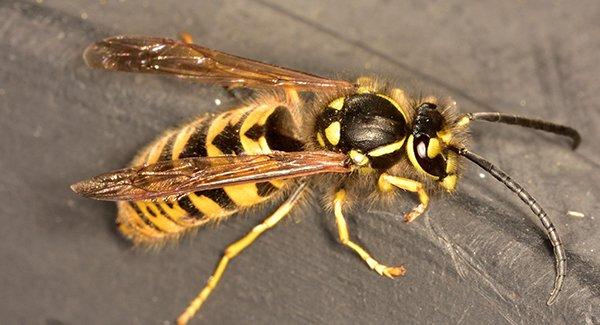 yellow jacket on a rock