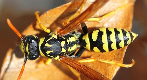 a yellow jacket on a leaf