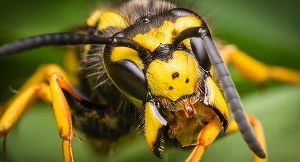 an aggressive yellow jacket buzzing aroudn a new england garden during fall season