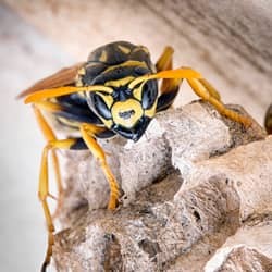 yellow jacket on nest