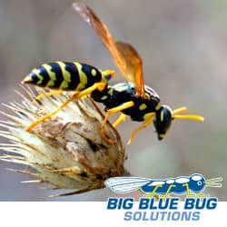 yellow jacket stinger