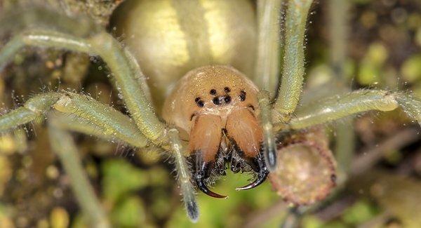 yellow sac spider