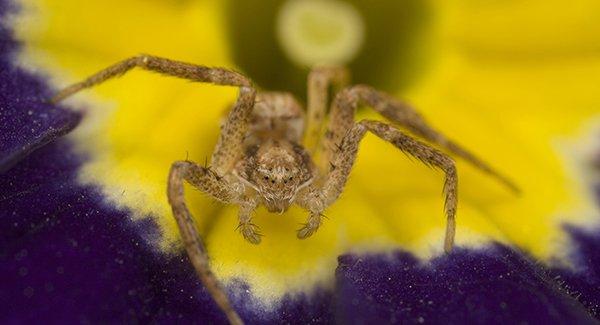 a yellow sac spider crawling inside of a flower