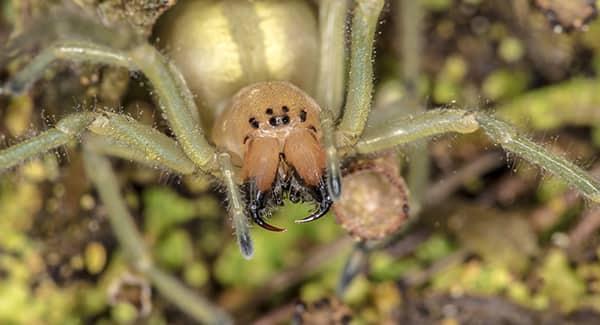 a head on viewing of a yellow sac spider with its mouth open and ready to bite on a southern portland property