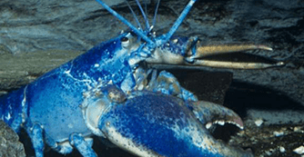 rare blue lobster in tank