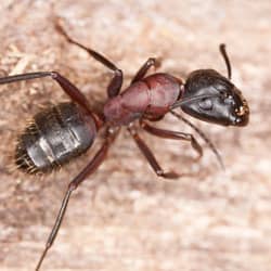 large red and black carpenter ant in providence ri