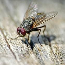 Have an infestation of these in the garage. Looks like a hybrid between house  fly and fruit fly. It hovers in the air like hummingbird but when I get  close or try