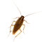 german roach on a whit background