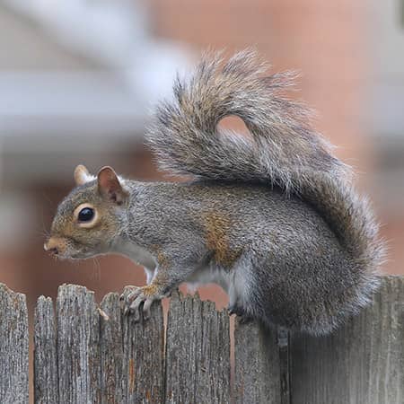 large gray squirrel in south portland me