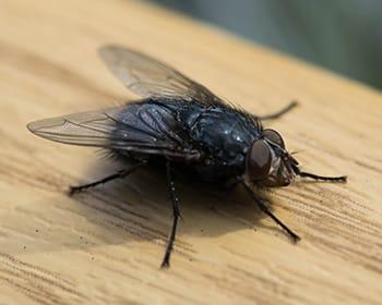 Why Are There So Many Flies In My Connecticut Home?