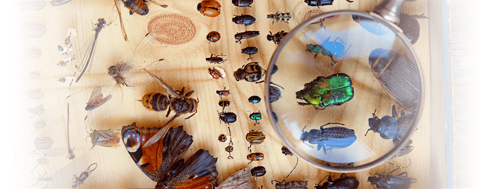 a magnifying glass over several different kinds of pests in shrewsbury massachusetts