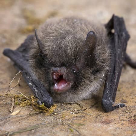 little brown bat in a worcester ma attic