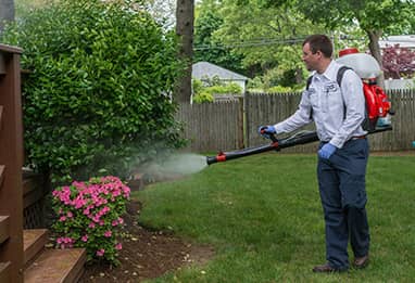 mosquito control technician treating a home in massachusetts