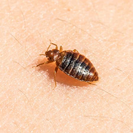 bed bug found in a portland me hotel