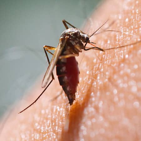 mosquito biting a man in providence ri