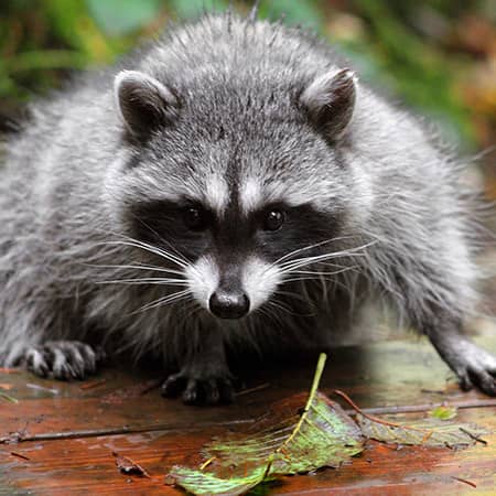 raccon on a providence ri homes deck