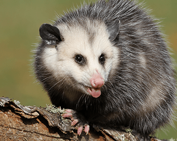 opossum outside ct home looking for foos