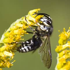 baldfaced hornet on flower