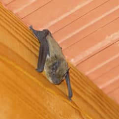 bat inside a home