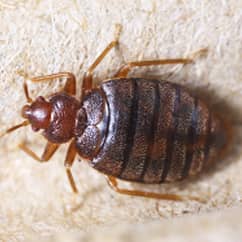 bed bug crawling on a sheet